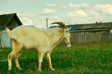 Goats.- A herd of goats, bearded goats grazing in a green meadow. they are grazing the grass. young...