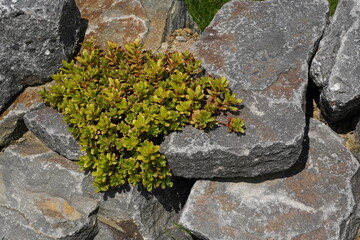 garden design,gartengestaltung