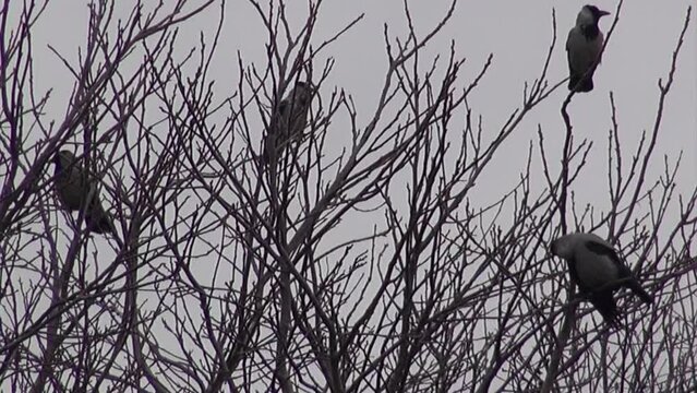 4 black and grey crows in a tree handheld camera in Tempelhof Aiport in Berlin Neukoelln Germany  7 sec HD 30 fps