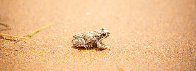 The frog sits on the sand on the shore of the lake. Beautiful wildlife landscape with place for text. The concept of protecting wildlife and ecology.