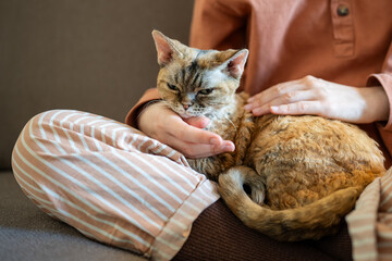 Short-haired breed cat Devon Rex lying on pet owner knees whose hand stroking, caressing domestic...