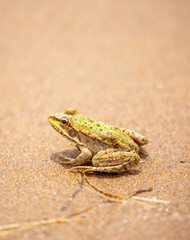 The frog sits on the sand on the shore of the lake. Beautiful wildlife landscape with place for text. The concept of protecting wildlife and ecology.
