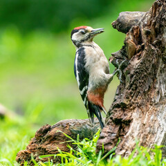 A woodpecker searches for insects on a tree trunk. Red feathers, green natural background in the forest. Happy animal, one animal.