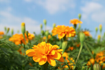 Obraz na płótnie Canvas Beautiful Vibrant Orange Color Marigold against Blue Sky