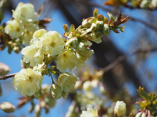 春の花　桜　うこん桜