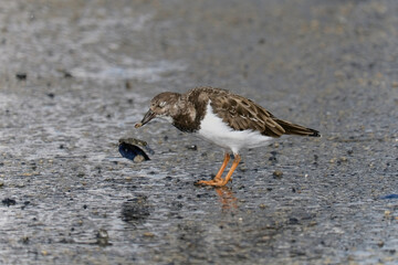 Petit oiseeau de profil . © Richard