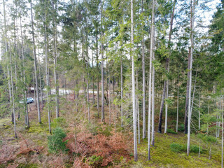 Forest dieback and reforestation