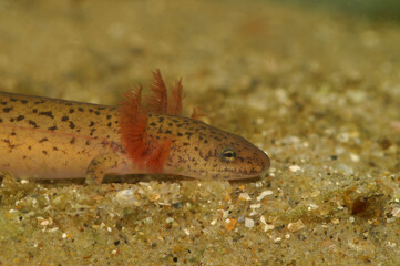 Closeup on a larvae gilled Blue Ridge Red Salamander, Pseudotriton ruber schencki