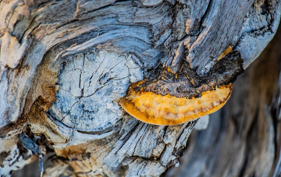 Woodland Harmony: Phellinus Gilvus Fungi on a Tree