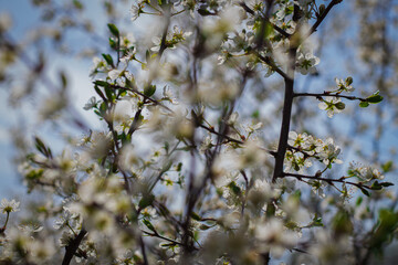 blossoming apple tree in spring background photo in full bloom and blue sky