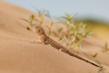 Toad-headed agama, Phrynocephalus mystaceus, Calm desert roundhead lizard on the sand in its...