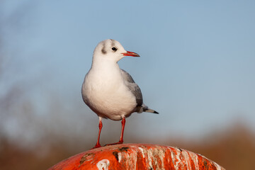 a close up of a black headed gull as it perches on the top of a lifebuoy ring. it has a clear background - 698022288