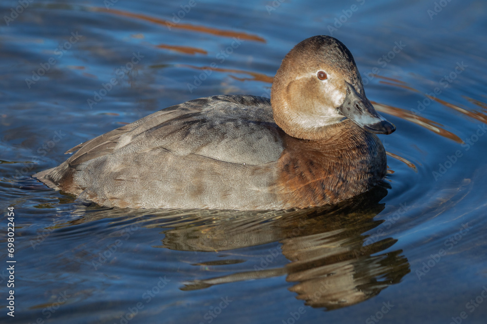 Poster a close up image of a common pochard swimming. Its reflection is in the water and there is space for text around the duck