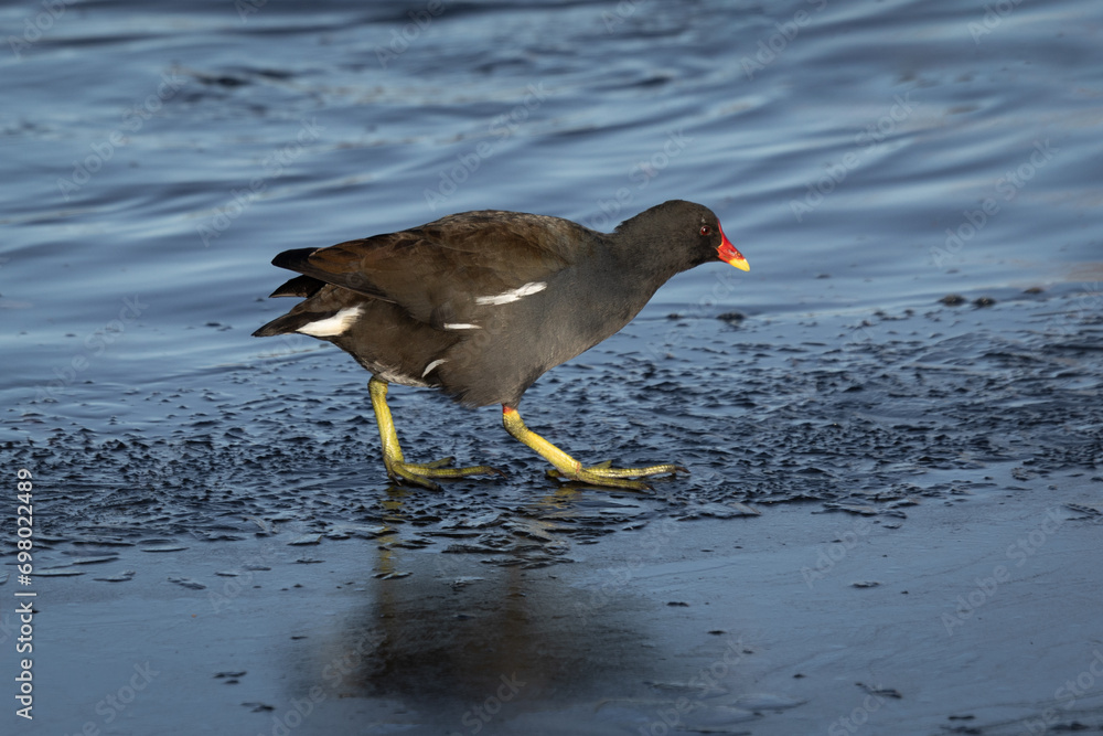 Poster a close up of a moorhen as it walks on the ice. It shows its large feet and there is ample room for text around the subject
