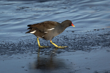 a close up of a moorhen as it walks on the ice. It shows its large feet and there is ample room for text around the subject - 698022489