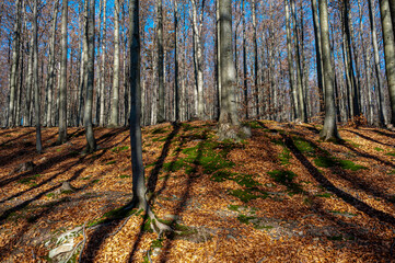 Beskid Sądecki, Łabowska Hala