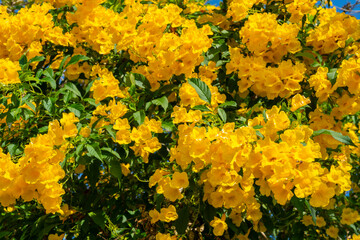 Trumpet Flower on the tree branch. Bush of Yellow elder.