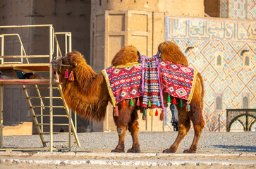 Bactrian camel on the background of historical places in Central Asia. Beautiful harnessed camel...