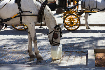 White horse drinking water in a bucket. The horse pulls a carriage which is used to take tourists...