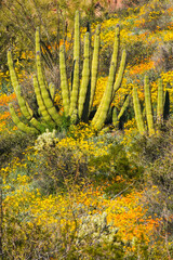 Desert landscape of Organ Pipe Cactus National Monument, Arizona