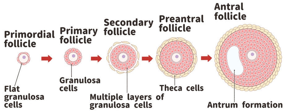 Primordial follicle and developing follicles Labeled diagram PNG
