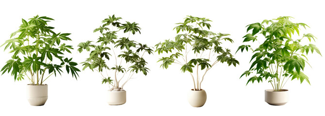 popular houseplants thriving in pots on a bright white background.