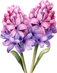 Hyacinth Flower  Watercolor Clipart 