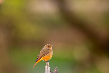 Black redstart or Phoenicurus ochruros beautiful bird closeup or portrait with natural green background in winter season migration at keoladeo national park or bharatpur bird sanctuary rajasthan india