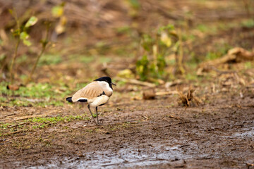 Near threatned bird river lapwing or Vanellus duvaucelii bird closeup or portrait at dhikala zone of jim corbett national park forest or tiger reserve uttarakhand india asia