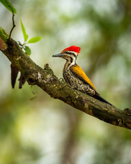 Himalayan flameback or goldenback woodpecker or three toed woodpecker or Dinopium shorii male bird perch in natural scenic green background pilibhit national park uttar pradesh india asia