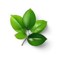 Fototapeta na wymiar green leaf foliage on isolate transparency background, PNG