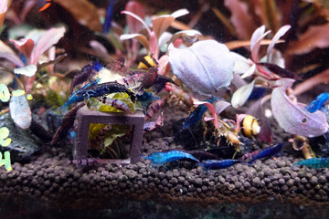 The dwarf Shrimp in freshwater aquarium.
 hobby pets freshwater home