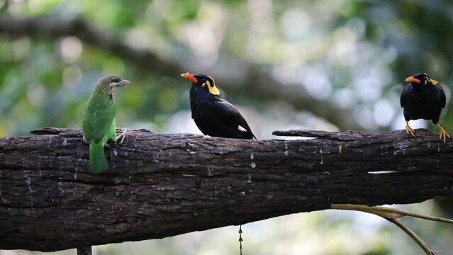 A common hill Myna and white cheeked barbet  feeding on a perch