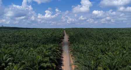 Aerial view of the vast oil palm plantations on the island of Kalimantan with the sky and mountains...