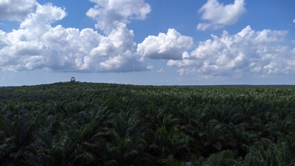 Fototapeta na wymiar Aerial view of the guard tower or monitoring tower in the middle of a very large oil palm plantation on the island of Kalimantan with sky and clouds in the background