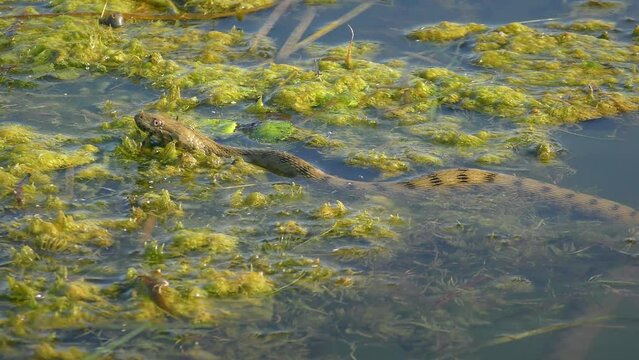 Dice Snake (Natrix tessellata) rests on floating aquatic plants, its body lifted and lowered in time with its breathing, close-up.