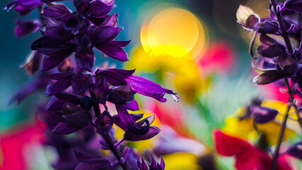 Macro de pétales de fleurs, dans un jardin, avec le soleil noyé dans le flou d'arrière-plan