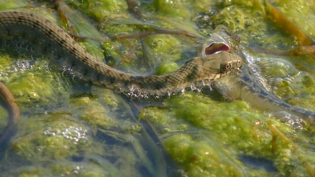 Dice Snake (Natrix tessellata) drags caught fish along floating plants, close-up.