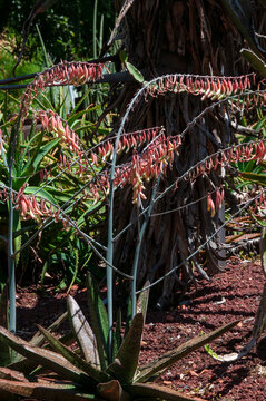 Sydney Australia, flowering gasteria verrucosa in garden