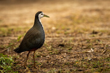 White breasted waterhen or Amaurornis phoenicurus portrait at keoladeo national park or bharatpur bird sanctuary rajasthan india