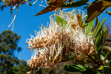 Sydney Australia, Flowers of a grevillea exul against blue sky