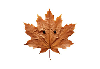 Naklejka na ściany i meble _autumn_leaf_closeup_smile