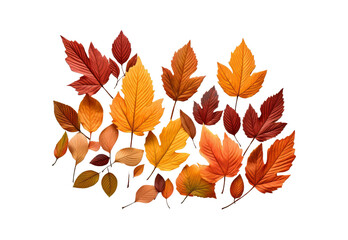 Naklejka premium autumn leaves