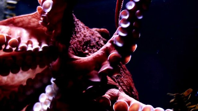 4K Ultra HD Video: Close-Up of Octopus in Motion Underwater - Graceful Sea Creature
