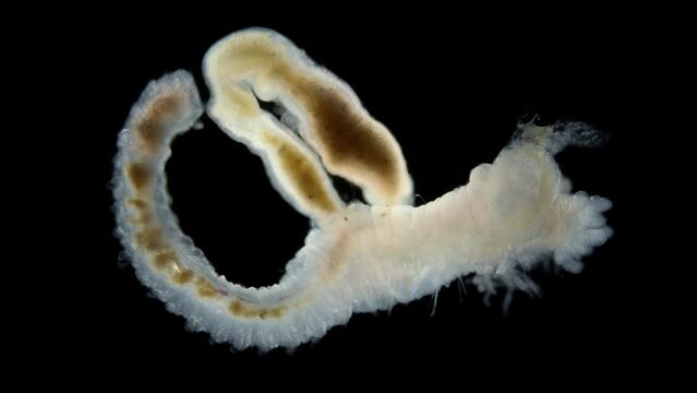 Worm Polychaeta family Terebellidae under a microscope, phylum Annelida. White Sea