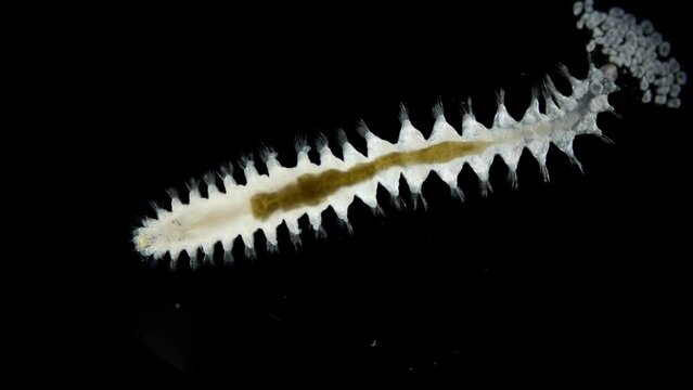 Worm Micronephthys minuta and eggs under microscope, family Nephtyidae. White Sea
