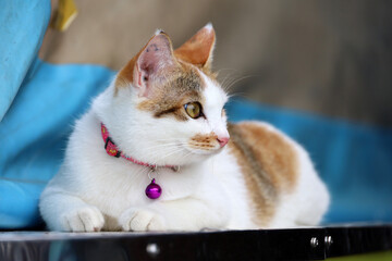 White red cat sitting on a street with a bell around its neck and looking into distance