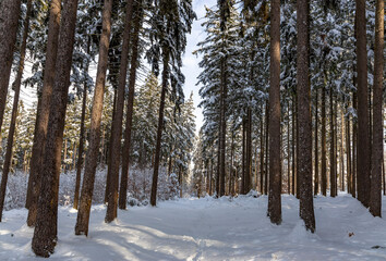 Snowy forest after heavy snowfall in central Europe