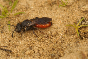 Closeup on the colorful red white lipped blood bee, Sphecodes albilabris a cleptoparasite on Colletes cunicularius bees
