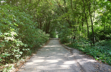 Forest road in a green forest with sun rays in sunny daytime. Green trees and bushes close to wide ground path